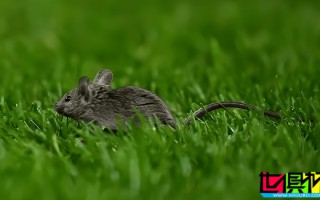 老特拉福德 多處被檢查出有老鼠痕跡，曼聯(lián) 食安等級下調(diào)至2星